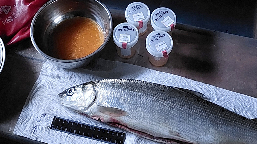Новости о ходе экспериментов по искусственному воспроизводству сиговых рыб Байкальского региона