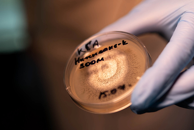 Исследование способности микобиоты Байкала к деструкции загрязнений