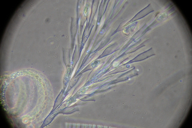 Биоразнообразие и экологические свойства золотистых водорослей планктона озера Тургояк и дериватов в связи с качеством воды